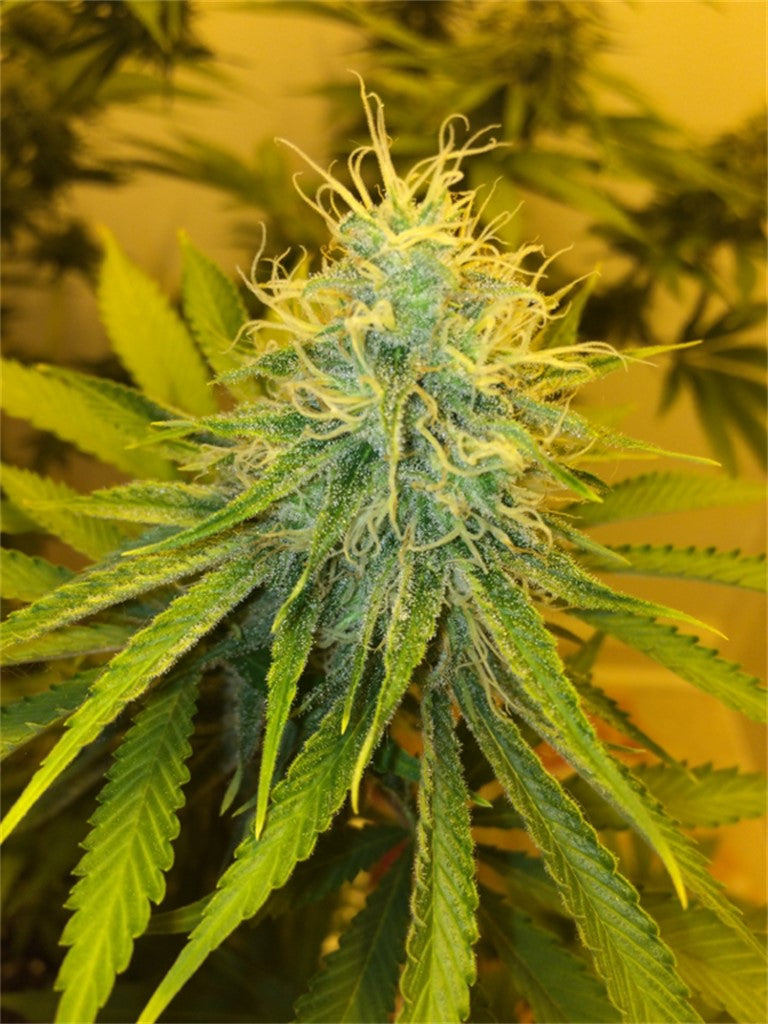 Supernatural marijuana strain flower with diesel and flowery flavor and focused / energetic effects - Rare Harvest sativa