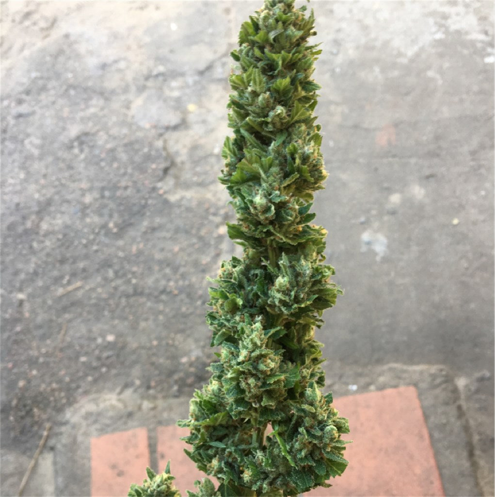 Supernova marijuana strain flower with tropical and citrus flavor and relaxed / euphoric effects - Rare Harvest hybrid