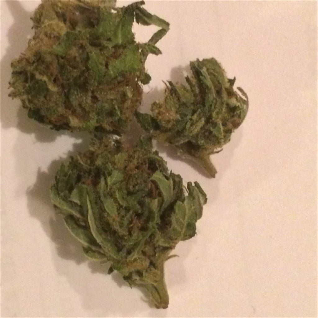 Suzy Q marijuana strain flower with pine and pineapple flavor and focused / uplifted effects - Rare Harvest hybrid