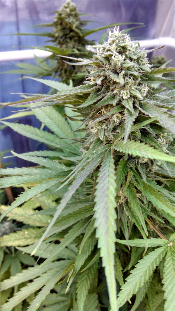 Sweet and Sour Widow marijuana strain flower with earthy and sweet flavor and relaxed / sleepy effects - Rare Harvest indica