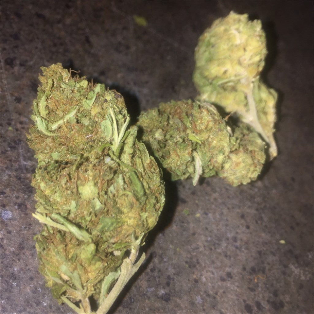 Sweet Harlem Diesel marijuana strain flower with pear and diesel flavor and creative / uplifted effects - Rare Harvest hybrid