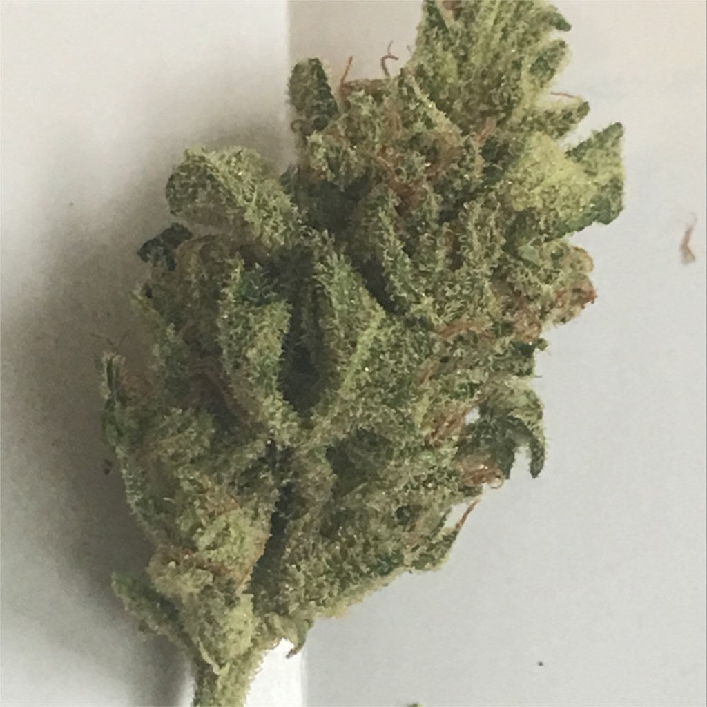 Sweet Nina marijuana strain flower with diesel and citrus flavor and uplifted / creative effects - Rare Harvest hybrid
