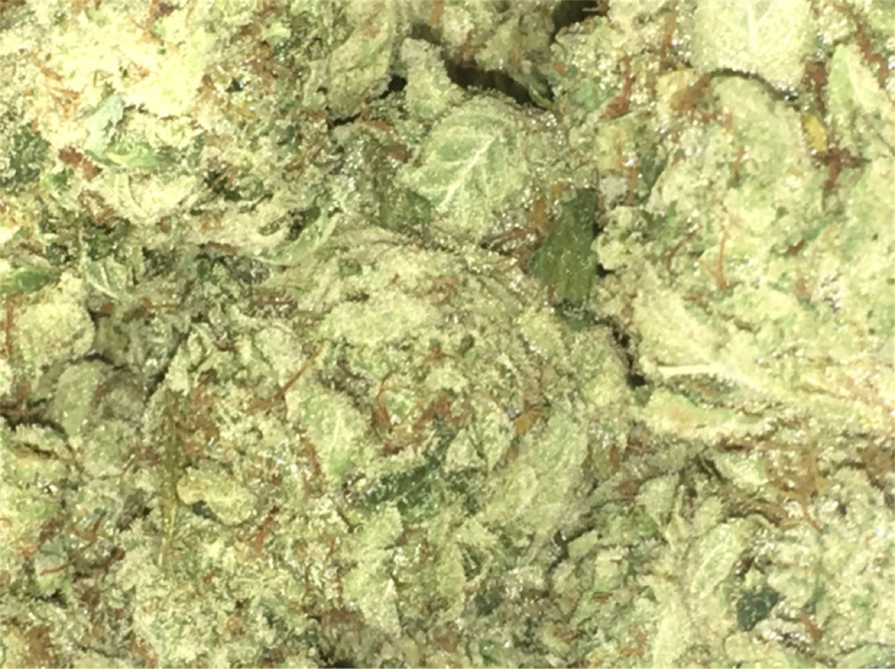 Swiss Tsunami marijuana strain flower with orange and citrus flavor and uplifted / relaxed effects - Rare Harvest sativa