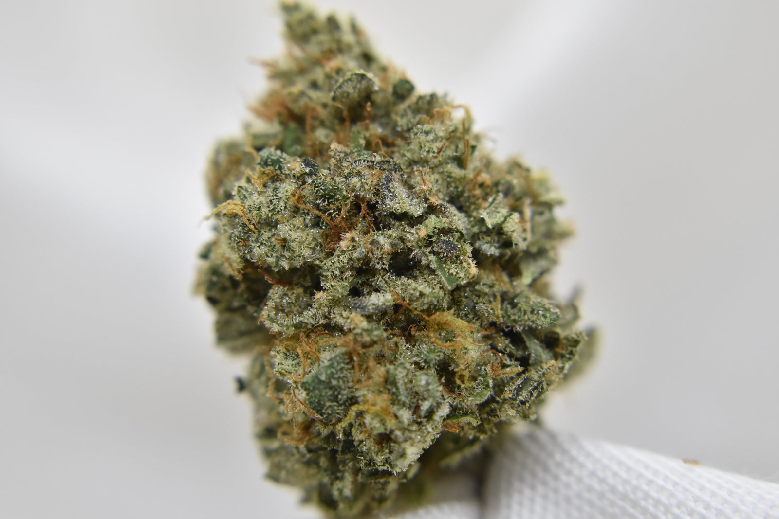 Heirloom Orange marijuana strain flower - Rare Harvest hybrid