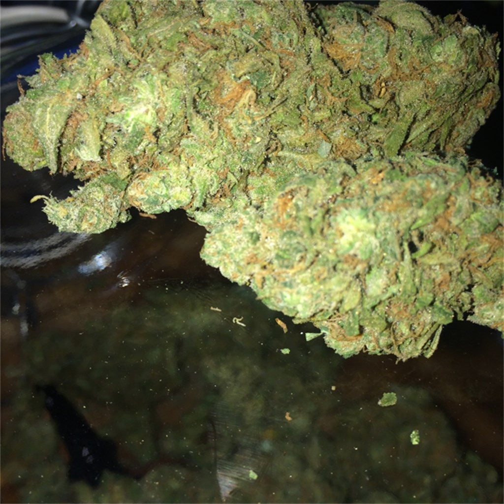 Tahoe Alien marijuana strain flower with pine and lime flavor and hungry / relaxed effects - Rare Harvest hybrid