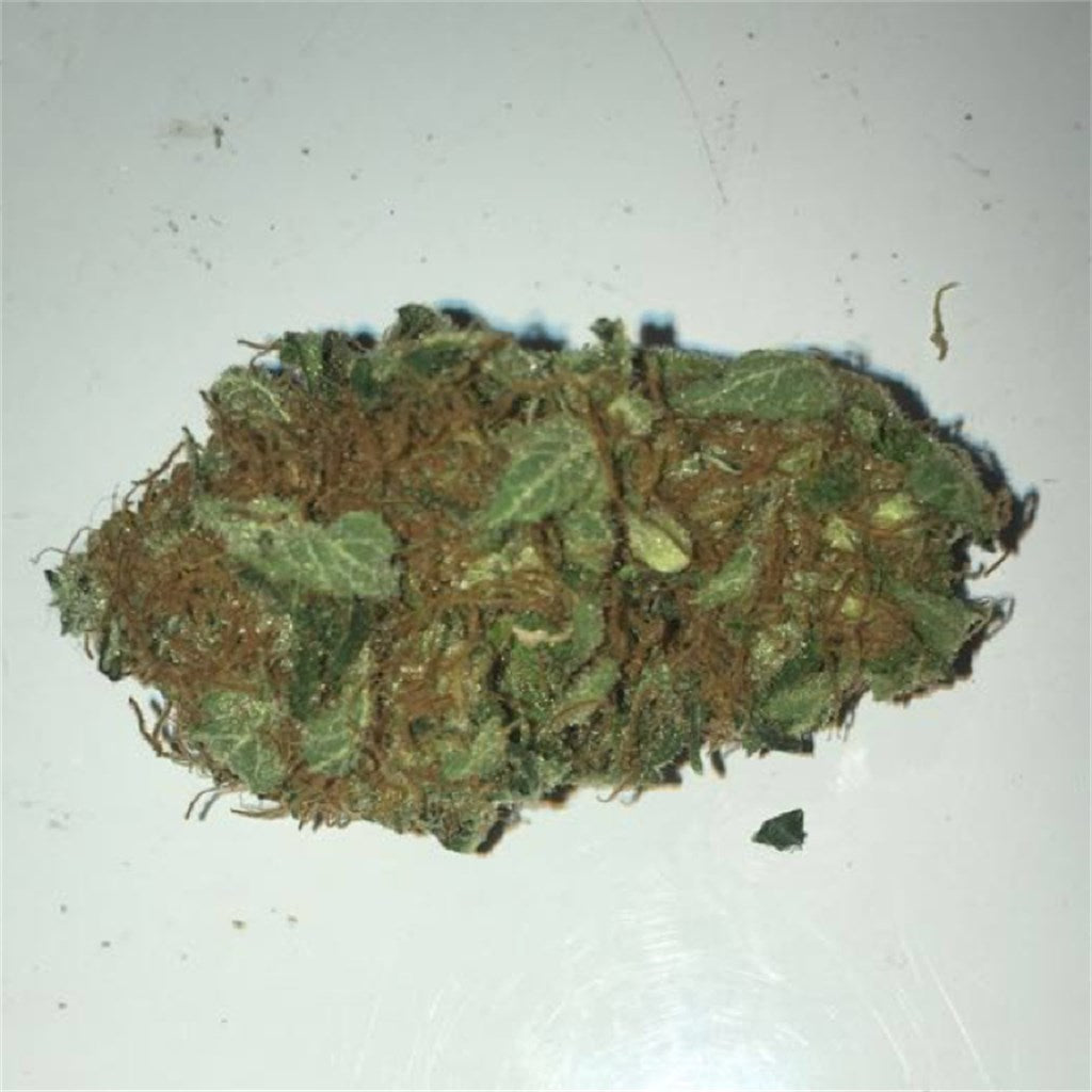Tangerine Dream marijuana strain flower with orange and citrus flavor and uplifted / happy effects - Rare Harvest hybrid