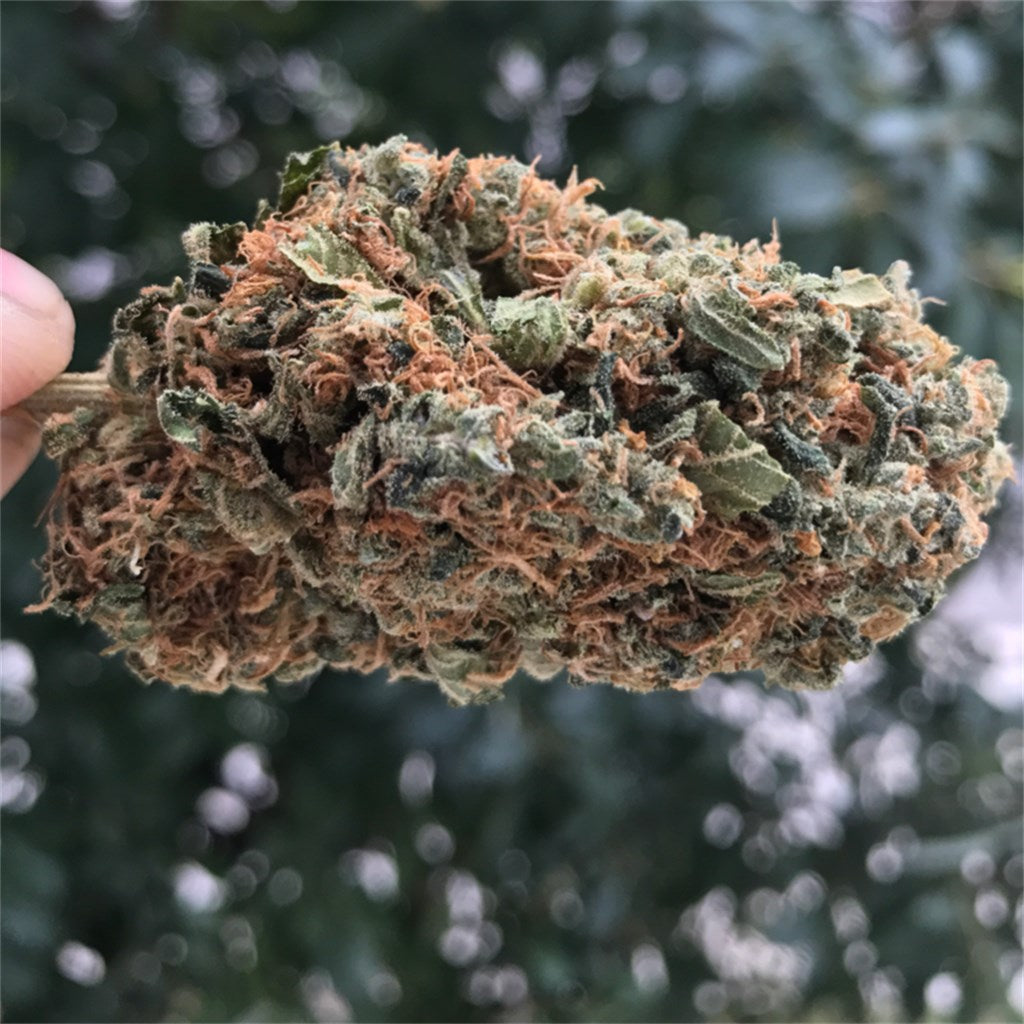 Tangerine Haze marijuana strain flower with citrus and orange flavor and energetic / uplifted effects - Rare Harvest hybrid