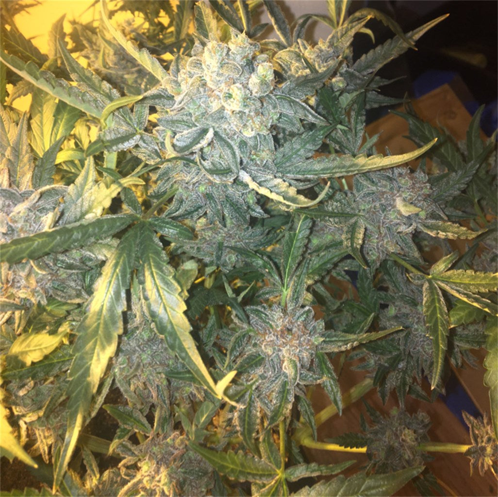 Tangerine Power marijuana strain flower with orange and citrus flavor and tingly / relaxed effects - Rare Harvest hybrid