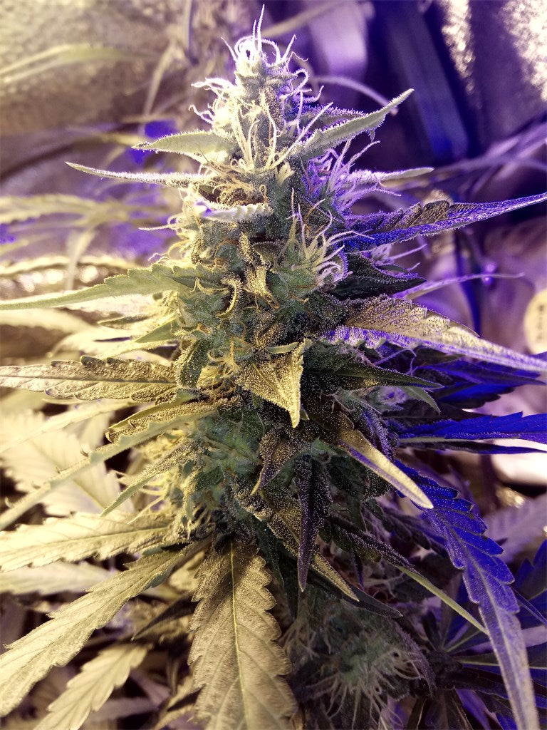 Tangerine marijuana strain flower with orange and citrus flavor and focused / happy effects - Rare Harvest hybrid