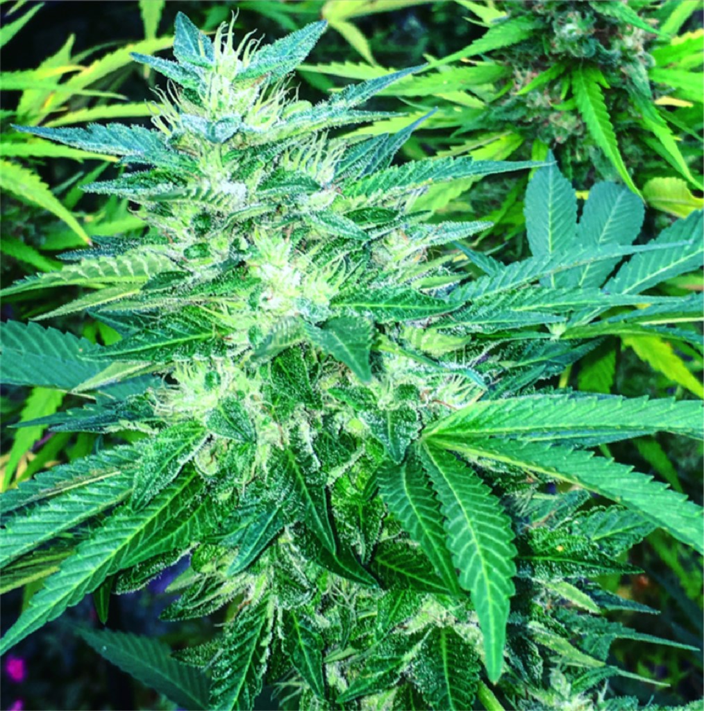 Tangie marijuana strain flower with orange and citrus flavor and energetic / focused effects - Rare Harvest sativa