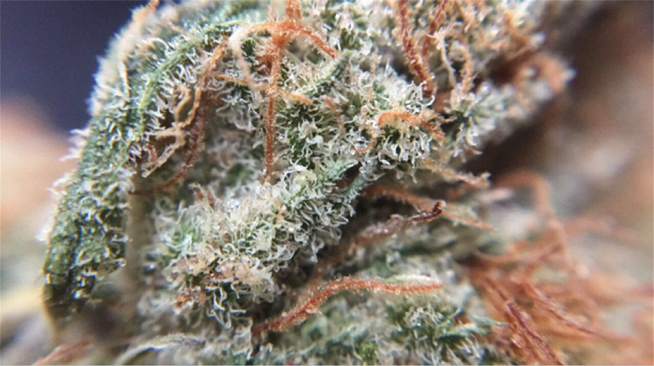 Tangilope marijuana strain flower with orange and citrus flavor and uplifted / energetic effects - Rare Harvest sativa