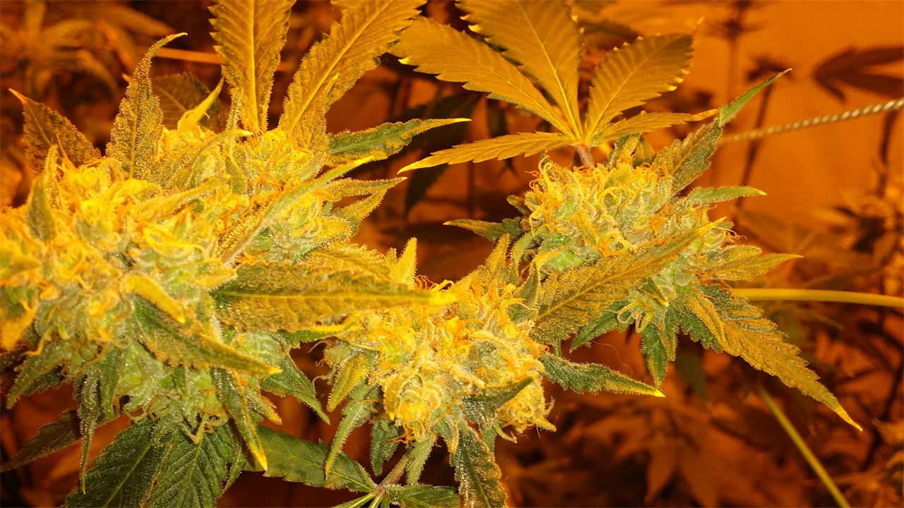 Tardis marijuana strain flower with diesel and earthy flavor and talkative / creative effects - Rare Harvest sativa