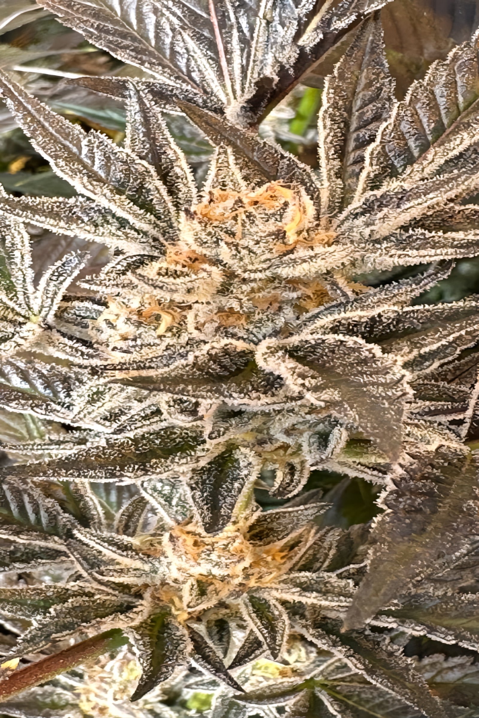 Rank Rose marijuana strain flower - Rare Harvest hybrid