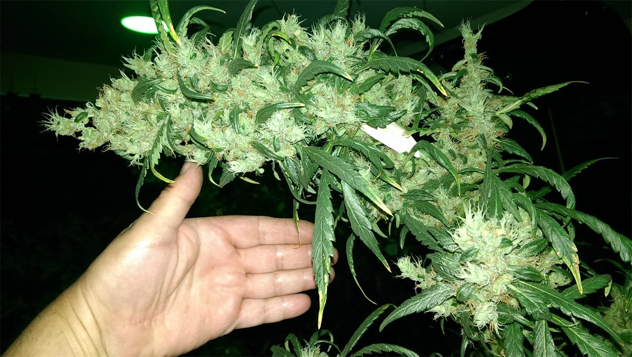 Thai marijuana strain flower with tobacco and tea flavor and focused / energetic effects - Rare Harvest sativa