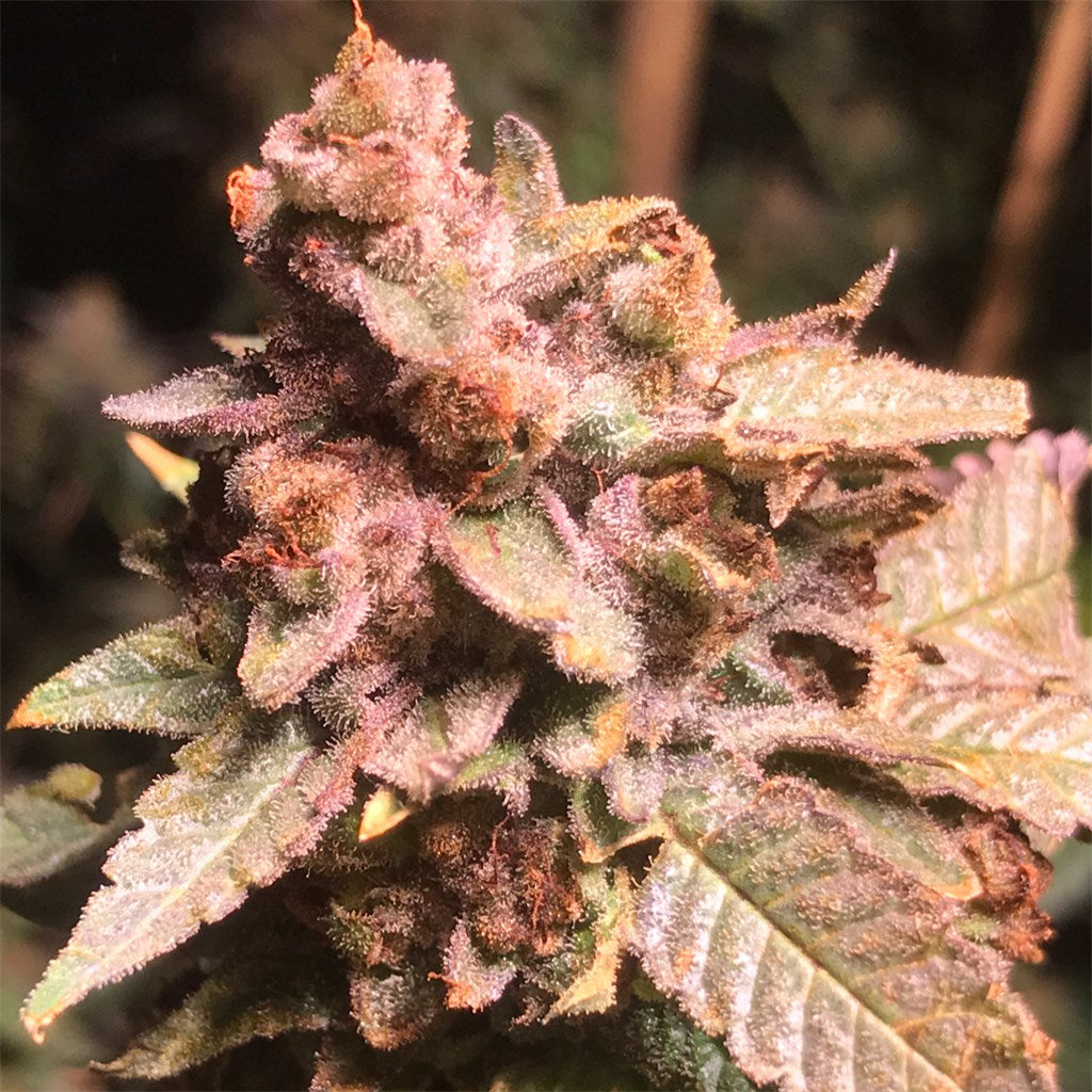The Big Dirty marijuana strain flower with lemon and earthy flavor and uplifted / hungry effects - Rare Harvest hybrid
