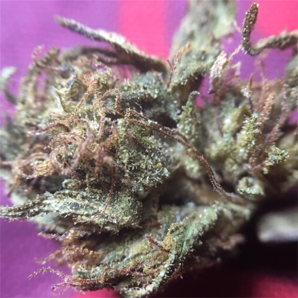 The Blood marijuana strain flower with strawberry and tropical flavor and aroused / energetic effects - Rare Harvest sativa