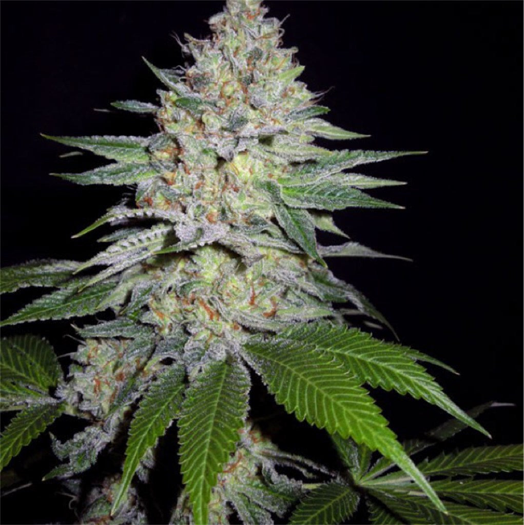 The Brotherhood marijuana strain flower with earthy and lemon flavor and energetic / happy effects - Rare Harvest hybrid