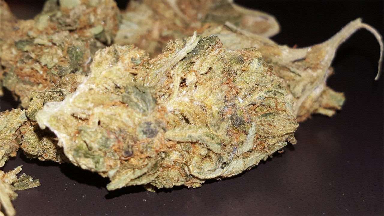 The Cough marijuana strain flower with pungent and pine flavor and energetic / focused effects - Rare Harvest sativa