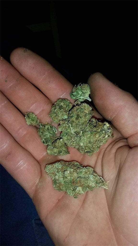 The Fork marijuana strain flower - Rare Harvest sativa