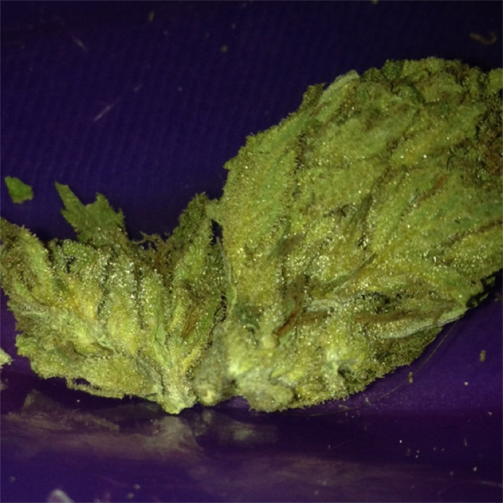 The OX marijuana strain flower with coffee and berry flavor and relaxed / hungry effects - Rare Harvest indica