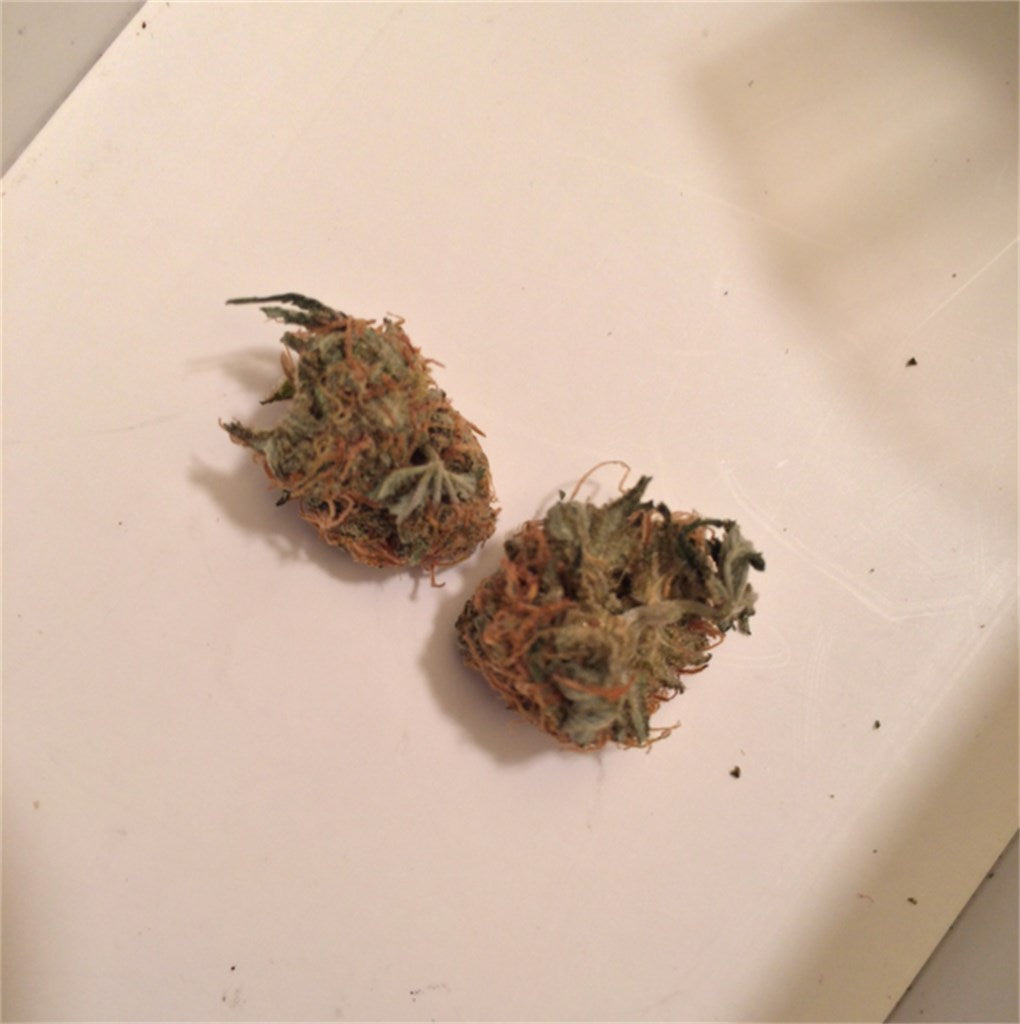 The Sauce marijuana strain flower with lime and earthy flavor and energetic / euphoric effects - Rare Harvest hybrid