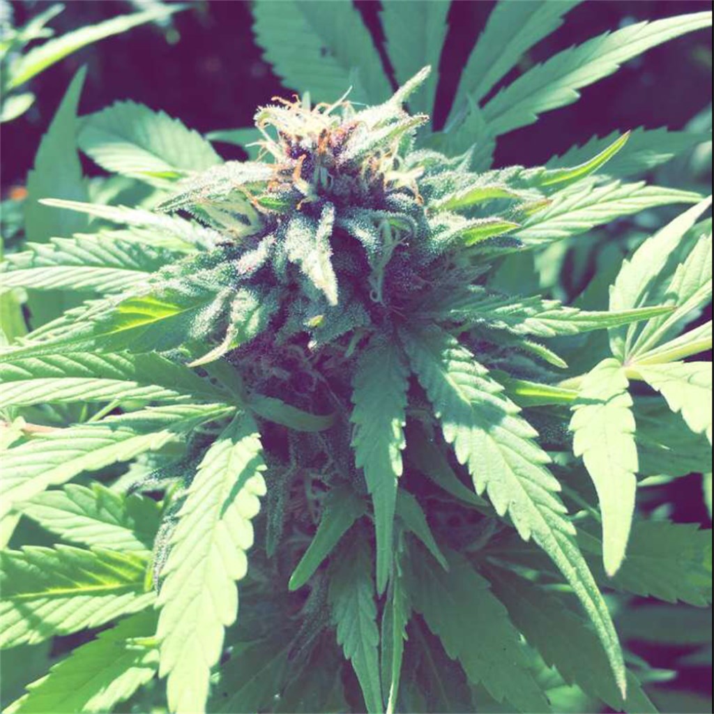 Thin Mint marijuana strain flower with mint and menthol flavor and relaxed / tingly effects - Rare Harvest hybrid