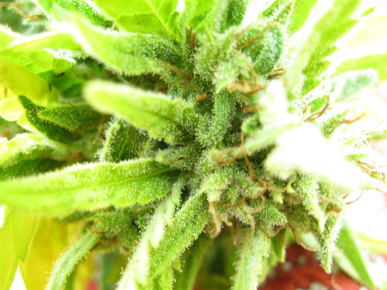 Think Different marijuana strain flower with tropical and blue cheese flavor and energetic / creative effects - Rare Harvest hybrid