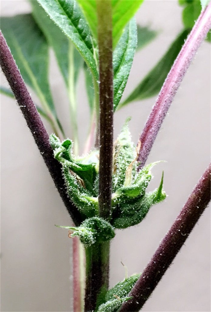 Throwback Kush marijuana strain flower with earthy and woody flavor and happy / hungry effects - Rare Harvest indica