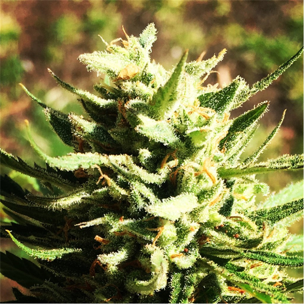 Thunderbird Rose marijuana strain flower with rose and sweet flavor and creative / euphoric effects - Rare Harvest sativa