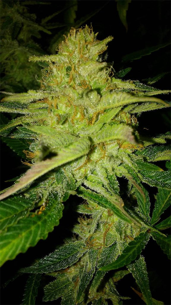 Tillamook Strawberry marijuana strain flower with strawberry and diesel flavor and focused / energetic effects - Rare Harvest hybrid