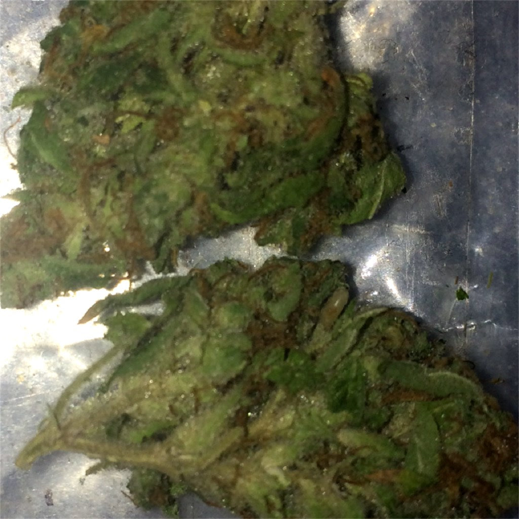Tina Danza marijuana strain flower with pine and lemon flavor and relaxed / happy effects - Rare Harvest hybrid