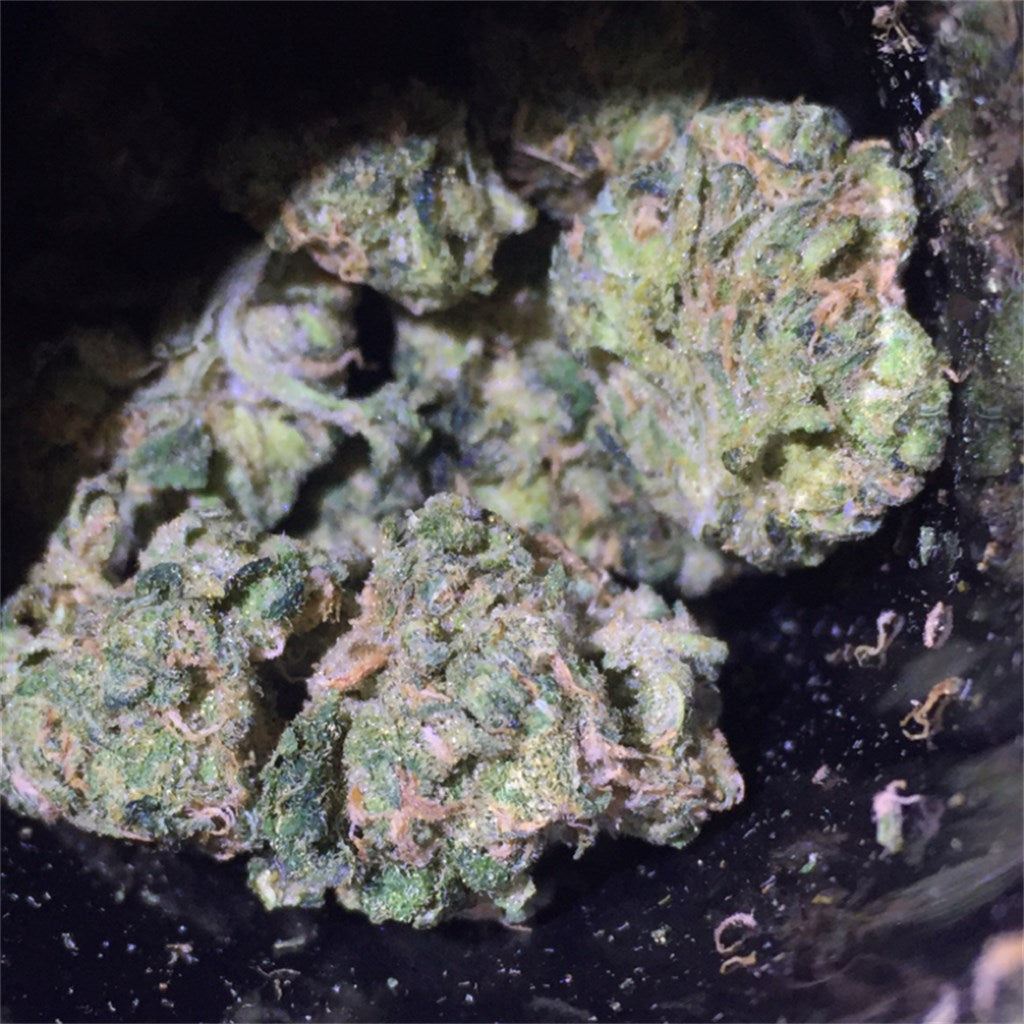 Training Day marijuana strain flower with pine and woody flavor and relaxed / sleepy effects - Rare Harvest indica