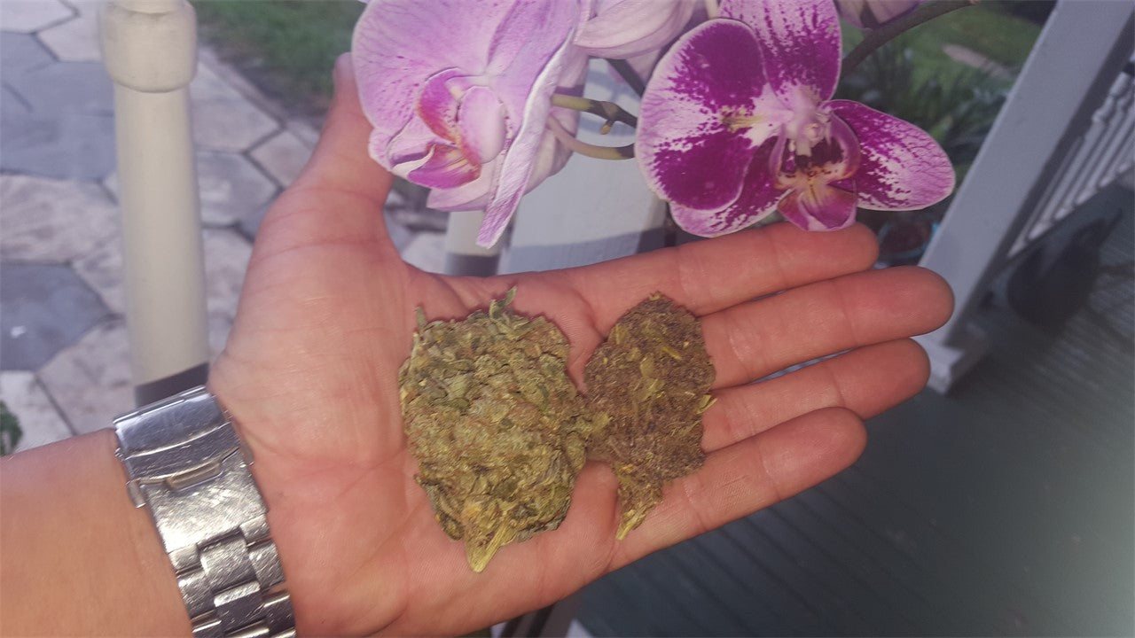 Trash marijuana strain flower with chemical and diesel flavor and energetic / focused effects - Rare Harvest hybrid