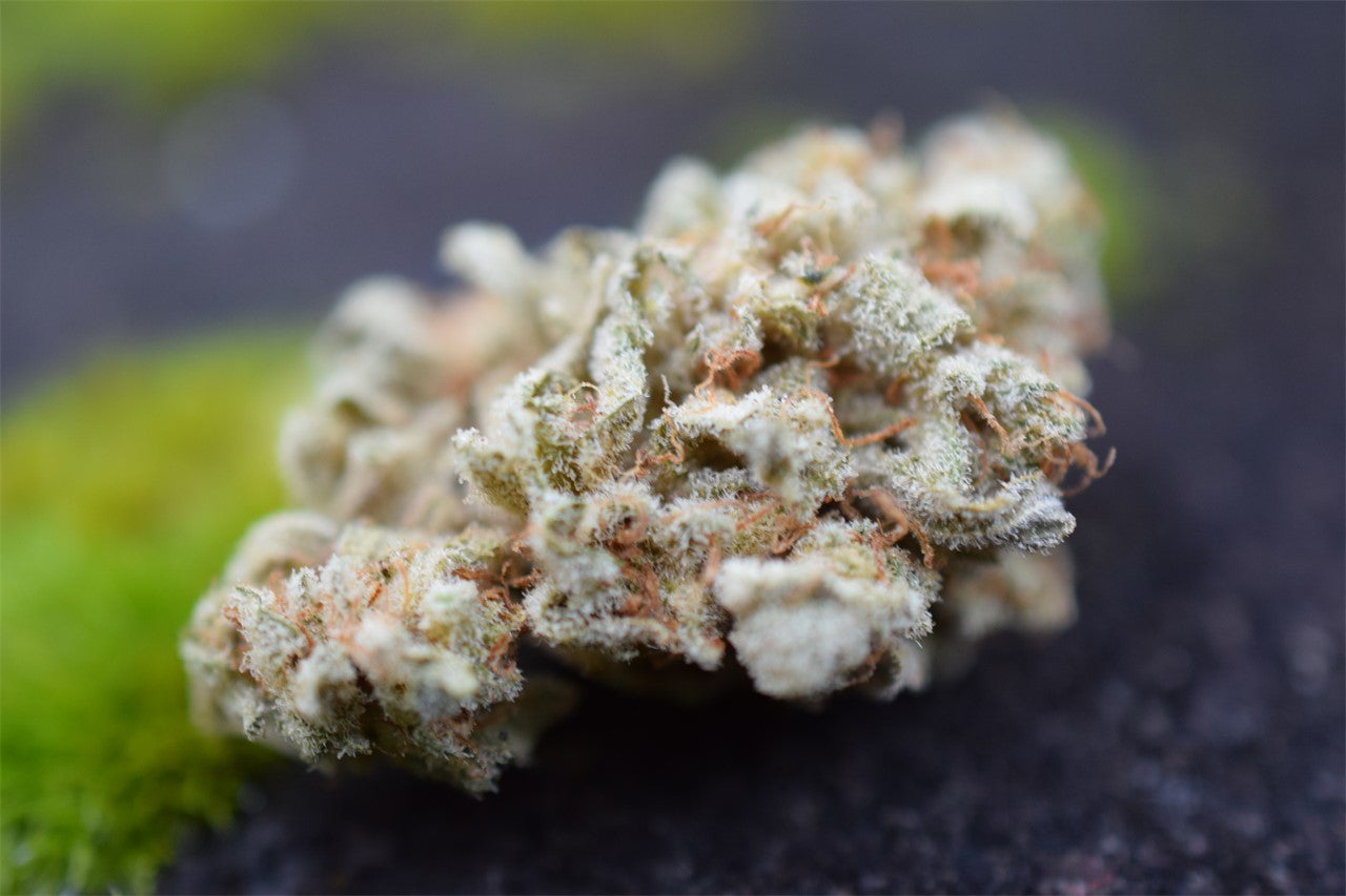 Tree of Life marijuana strain flower with tobacco and woody flavor and creative / giggly effects - Rare Harvest hybrid