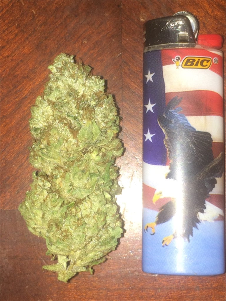 Trident marijuana strain flower with pine and woody flavor and focused / happy effects - Rare Harvest hybrid