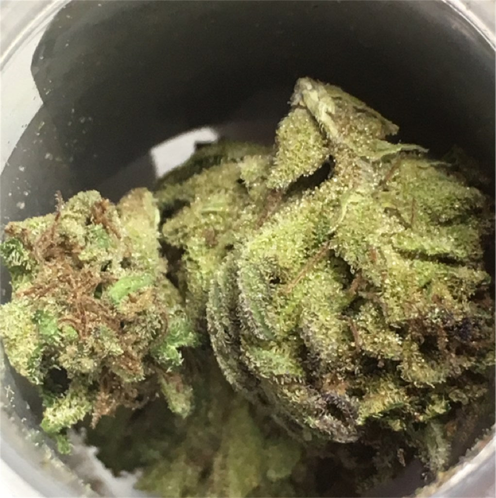 Trinity marijuana strain flower with skunk and pungent flavor and uplifted / focused effects - Rare Harvest sativa