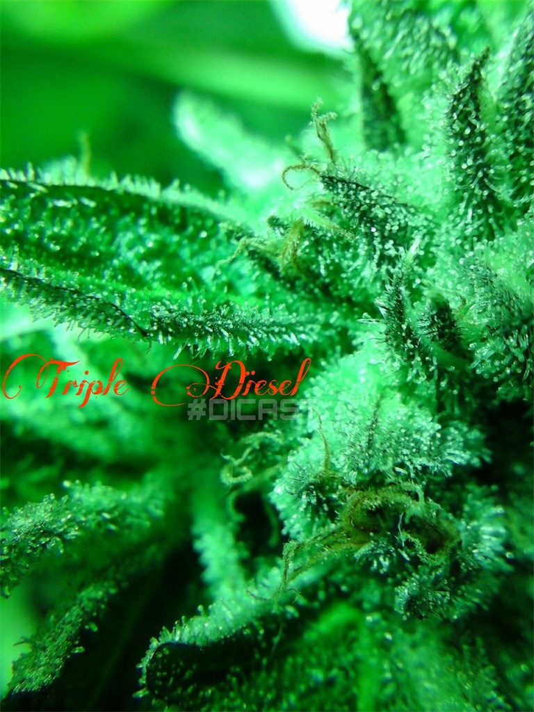 Triple Diesel marijuana strain flower with diesel and chemical flavor and focused / relaxed effects - Rare Harvest sativa