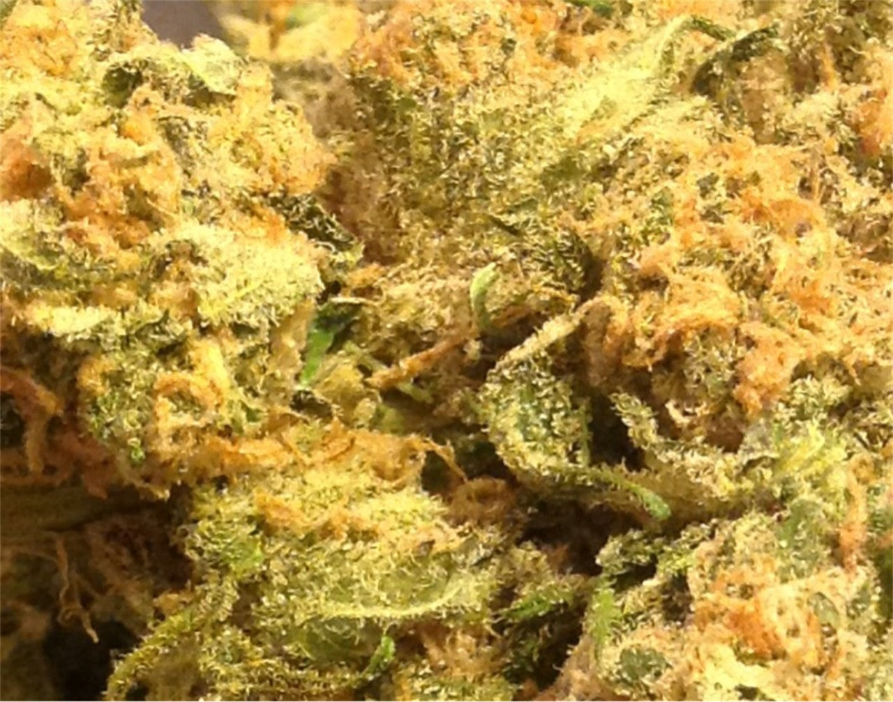 Gold Dawg marijuana strain flower with lime and strawberry flavor and focused / energetic effects - Rare Harvest sativa