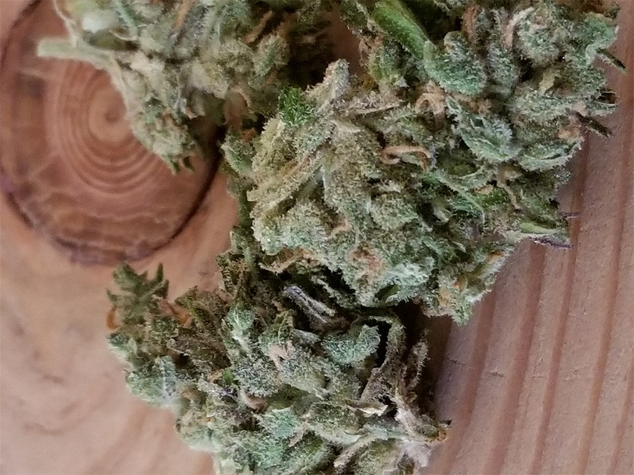Tropic Thunder marijuana strain flower with tropical and mango flavor and energetic / focused effects - Rare Harvest hybrid