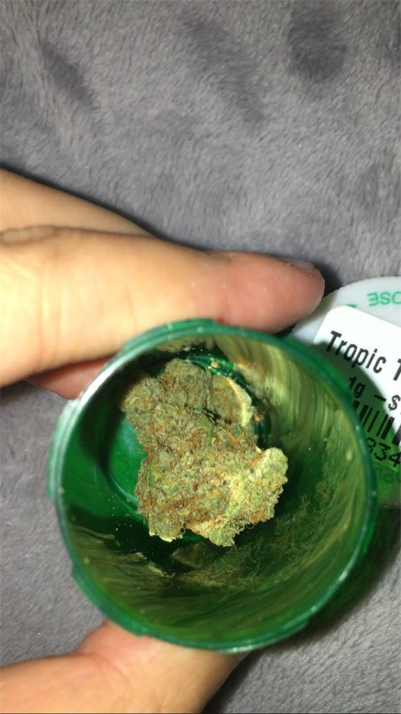 Tropical Tang marijuana strain flower with apricot and chestnut flavor and energetic / focused effects - Rare Harvest hybrid