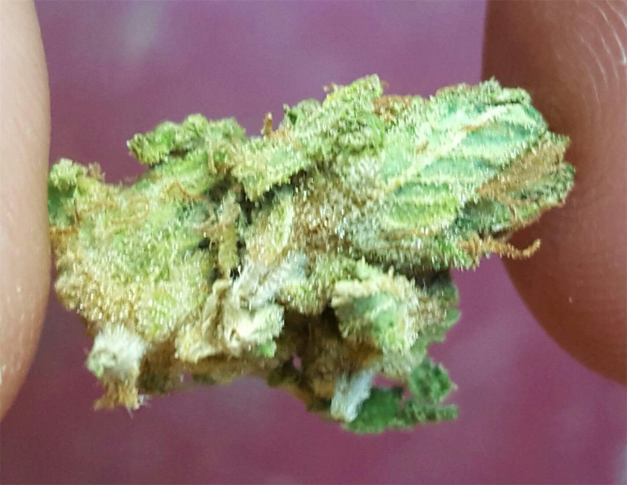 Truth Serum marijuana strain flower with nutty and earthy flavor and energetic / talkative effects - Rare Harvest hybrid