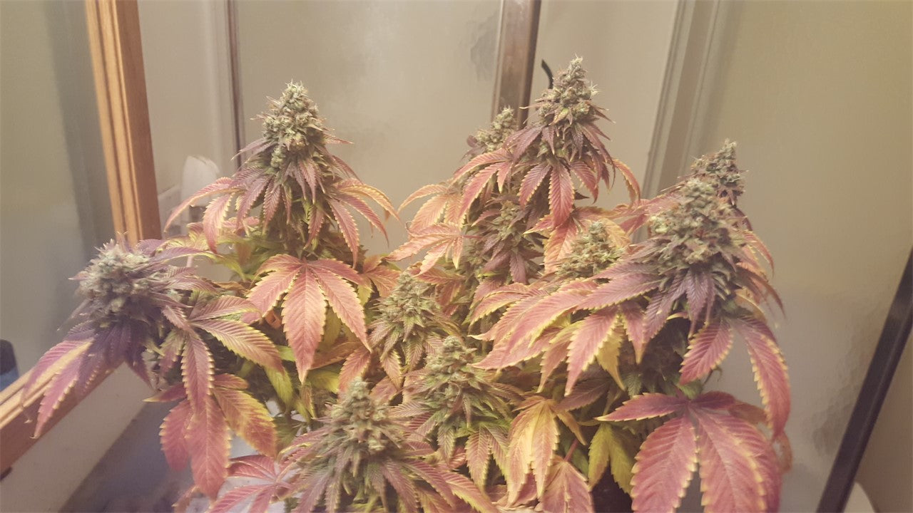 Turbo Mind Warp marijuana strain flower with strawberry and diesel flavor and uplifted / happy effects - Rare Harvest hybrid