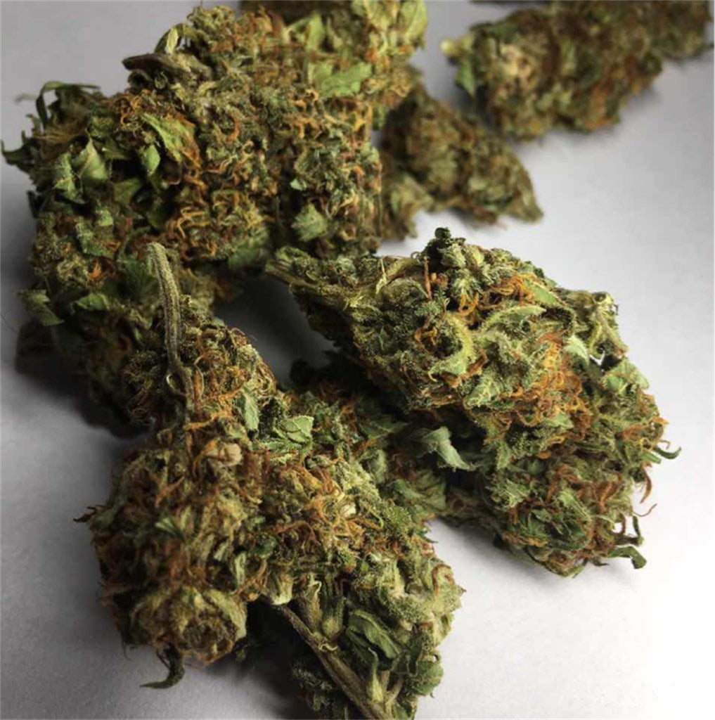 King Tut marijuana strain flower with skunk and flowery flavor and focused / energetic effects - Rare Harvest sativa