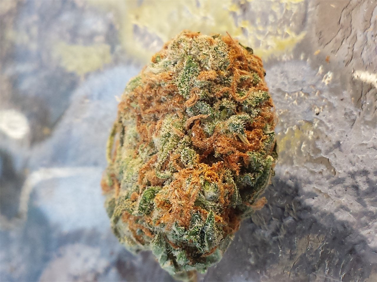 Tutti Frutti marijuana strain flower with tropical and tree fruit flavor and energetic / uplifted effects - Rare Harvest hybrid