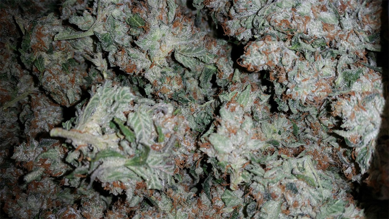 Ultimate Trainwreck marijuana strain flower with strawberry and apple flavor and focused / hungry effects - Rare Harvest sativa