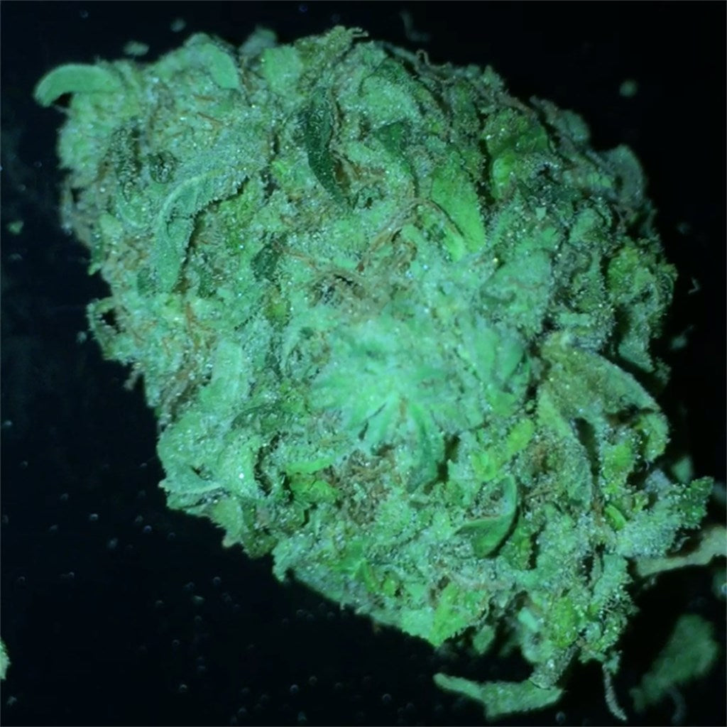 Ultra Sour marijuana strain flower with lemon and lime flavor and uplifted / creative effects - Rare Harvest sativa