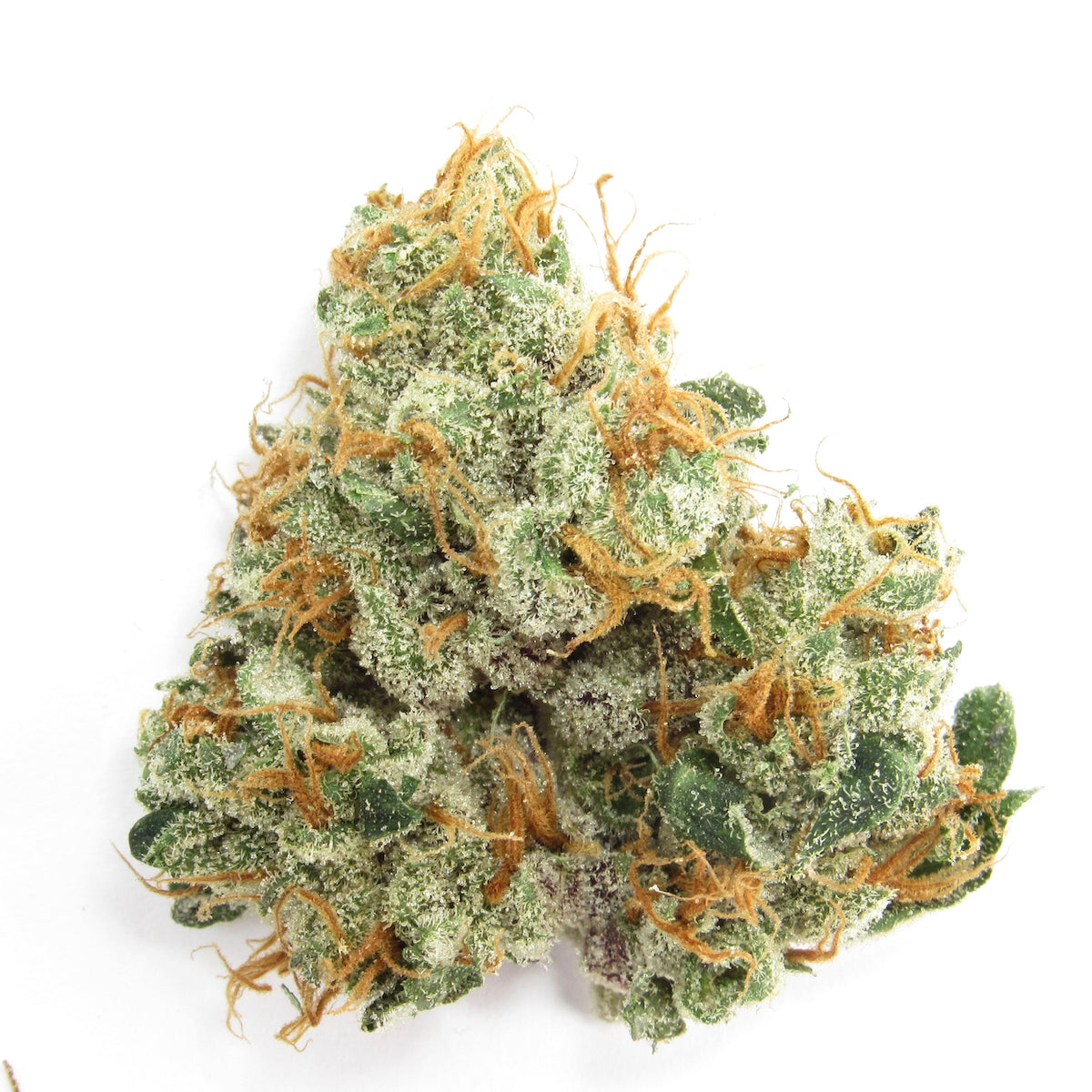 GMO Rootbeer marijuana strain flower with tea and vanilla flavor and focused / giggly effects - Rare Harvest hybrid