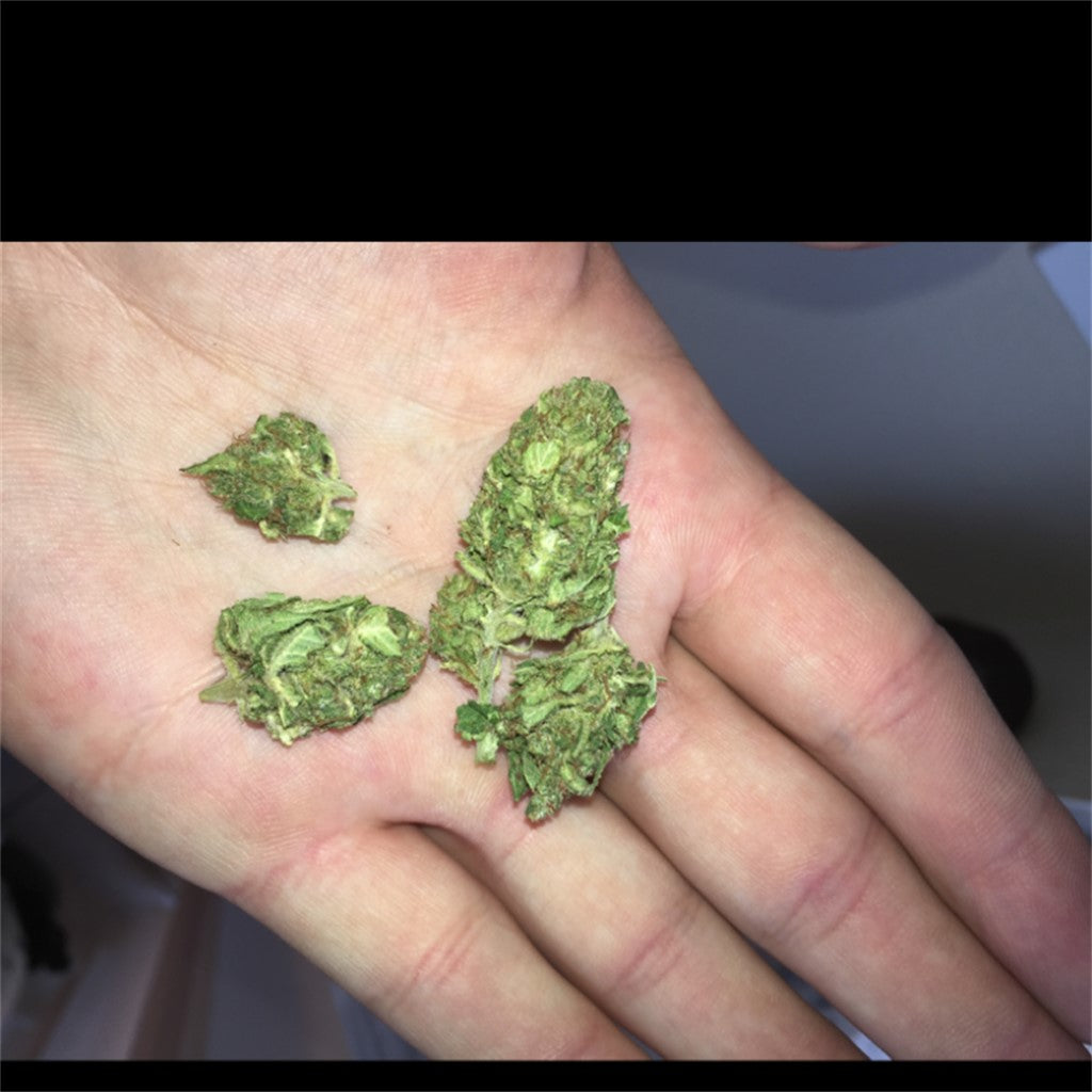 Valentine X marijuana strain flower with blueberry and pineapple flavor and creative / focused effects - Rare Harvest hybrid