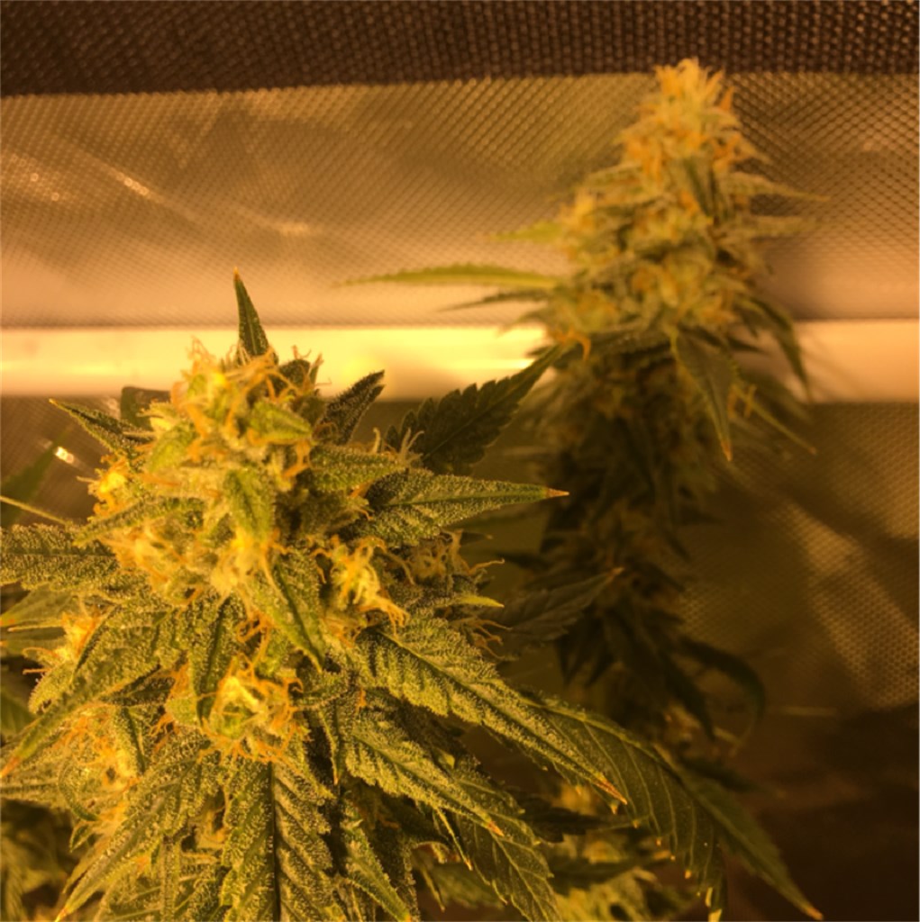 Vanilla Kush marijuana strain flower with vanilla and lavender flavor and sleepy / relaxed effects - Rare Harvest indica
