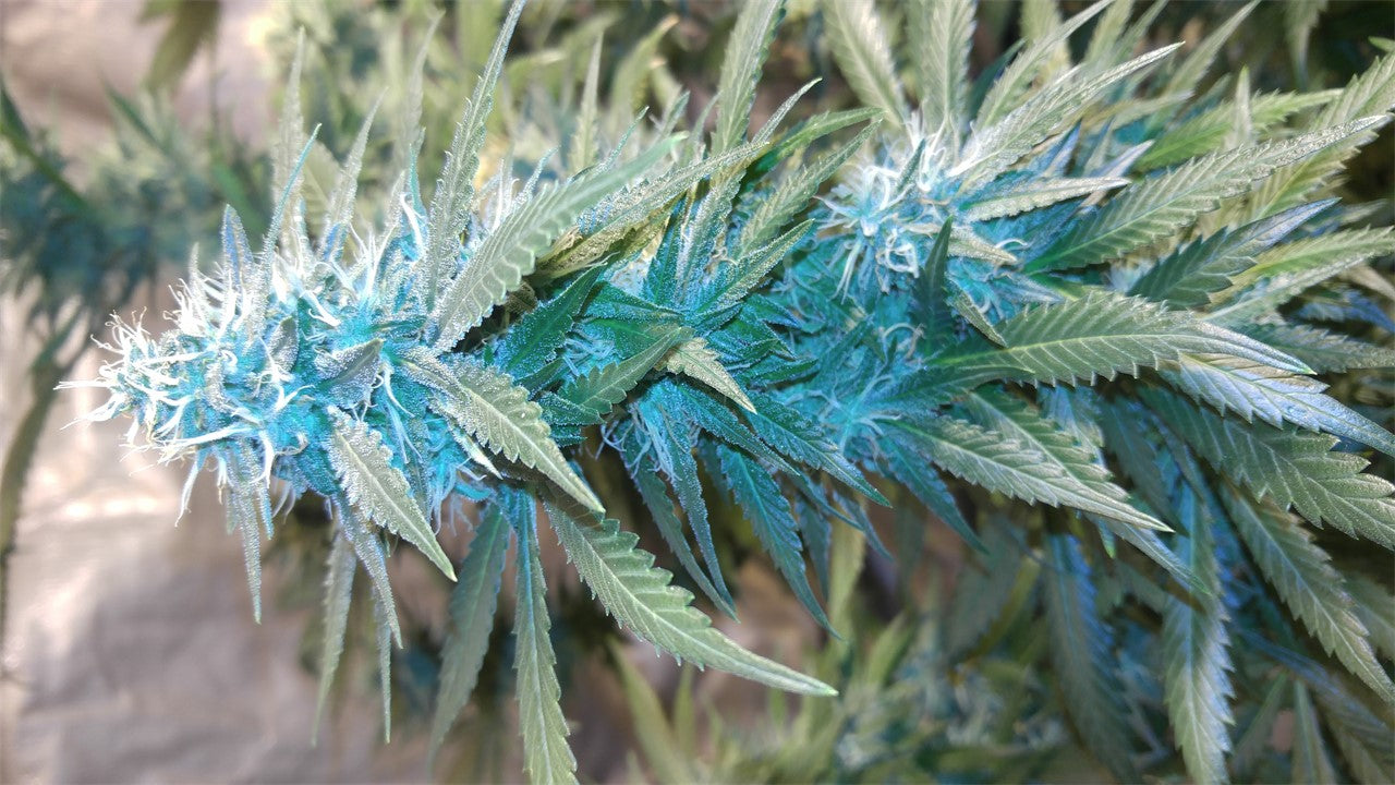 Venice OG marijuana strain flower with ammonia and pine flavor and energetic / creative effects - Rare Harvest sativa